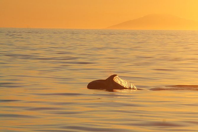 Magical Whales in the Midnight Sun | from Reykjavik - Leaving from Reykjavik’s Old Harbour at night