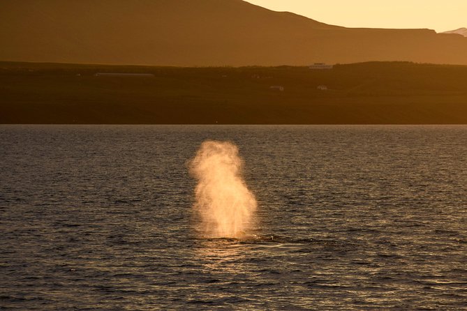 Magical Whales in the Midnight Sun | from Reykjavik - Comfort aboard the boat