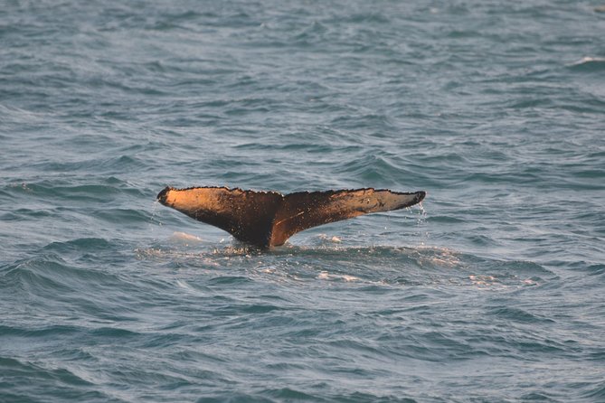 Magical Whales in the Midnight Sun | from Reykjavik - Rough water, cancellations, and practical limits