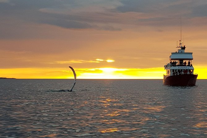Magical Whales in the Midnight Sun | from Reykjavik - Who will enjoy this cruise most