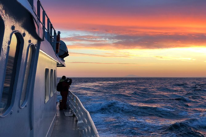 Magical Whales in the Midnight Sun | from Reykjavik - Out on Faxaflói Bay with whales and dolphins