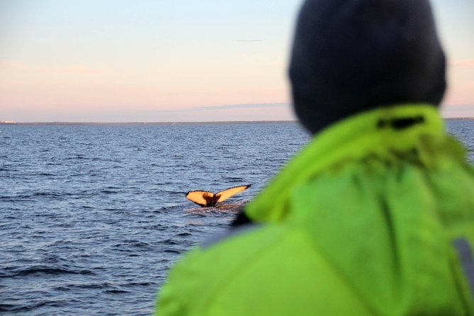 Midnight Sun Whale Watching from Reykjavik - Key points at a glance