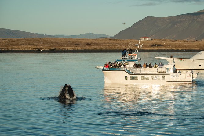 Midnight Sun Whale Watching from Reykjavik - Leaving Reykjavik at 9:00 pm