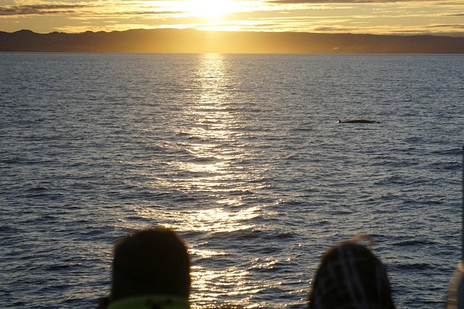 Midnight Sun Whale Watching from Reykjavik - Guides who make the waiting worthwhile