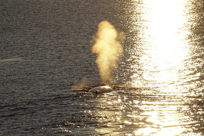Midnight Sun Whale Watching from Reykjavik - Is $109.34 a fair price?