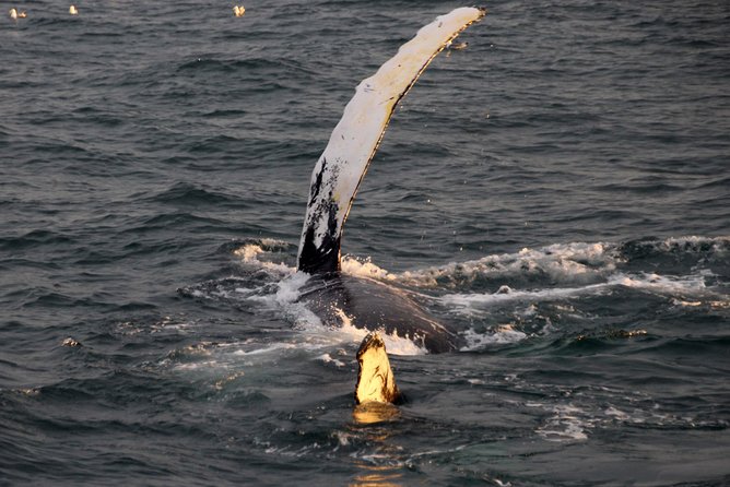 Midnight Sun Whale Watching from Reykjavik - Food, timing, and simple preparation