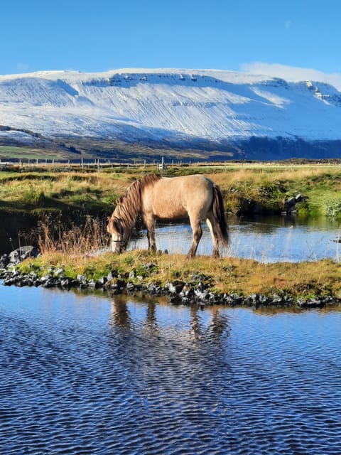 North Iceland: Horseback Riding Tour - Key points at a glance