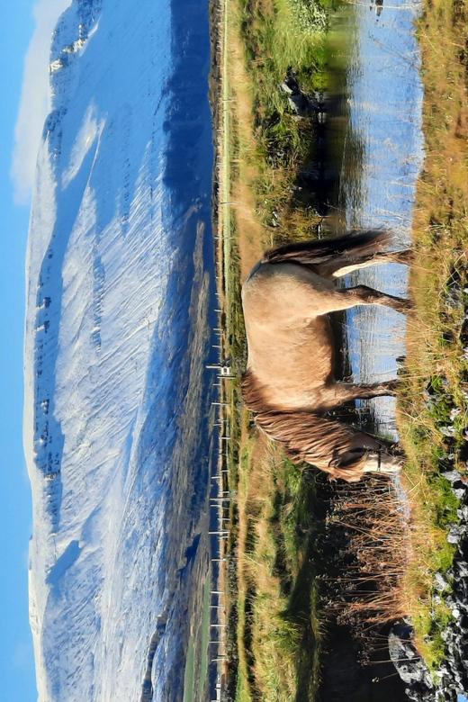 North Iceland: Horseback Riding Tour - The black sand plain and the return through birch woods