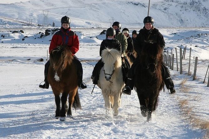 One-Hour Horseback Riding Tour in the Icelandic Countryside - Who Will Enjoy This One-Hour Ride?