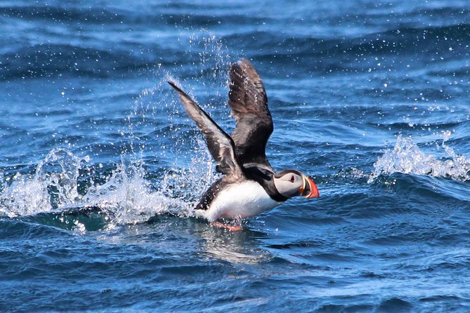 Original Big Whale Safari & Puffins Speedboat Tour from Húsavík - Why the RIB changes the whale-watching experience