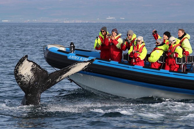 Original Big Whale Safari & Puffins Speedboat Tour from Húsavík - Stop two: Puffin Island during the short summer season