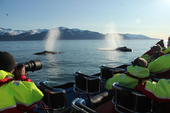 Original Big Whale Safari & Puffins Speedboat Tour from Húsavík - What the two-hour route gives you