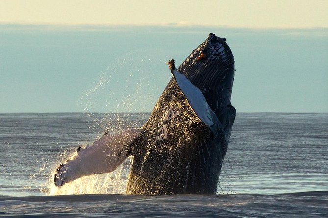 Original Big Whale Safari & Puffins Speedboat Tour from Húsavík - The guide and captain make the difference