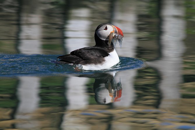 Original Big Whale Safari & Puffins Speedboat Tour from Húsavík - Weather rules and cancellation flexibility