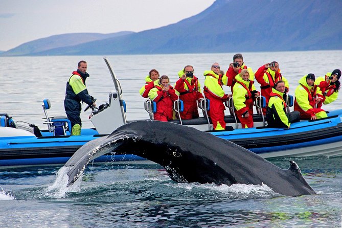 Original Big Whale Safari & Puffins Speedboat Tour from Húsavík - Stop one: searching Skjálfandi Bay for whales