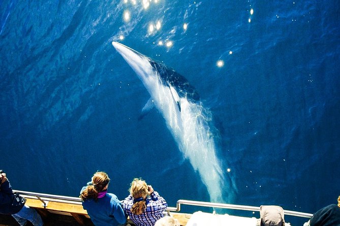 Original Carbon Neutral Whale Watching Tour from Húsavík - A quieter boat for a more careful whale watch