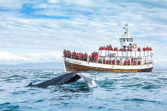 Original Carbon Neutral Whale Watching Tour from Húsavík - What the guide adds to the experience