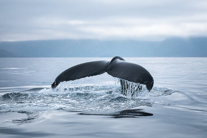 Original Carbon Neutral Whale Watching Tour from Húsavík - Sea conditions, cancellations, and backup plans