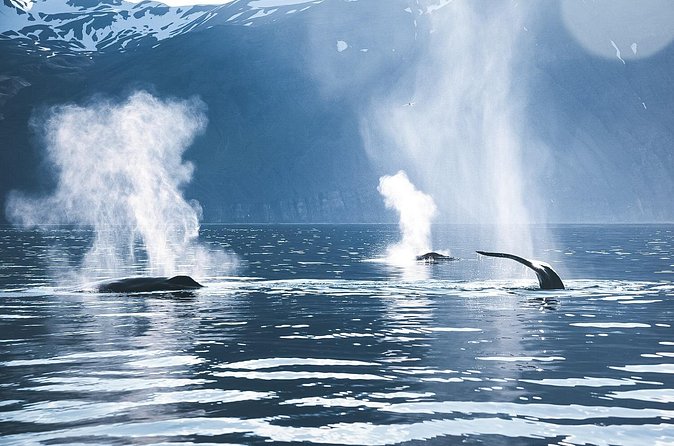 Original Carbon Neutral Whale Watching Tour from Húsavík - Who should book this Húsavík whale tour?