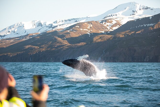 Original Carbon Neutral Whale Watching Tour from Húsavík - Crossing Skjálfandi Bay for whales and seabirds