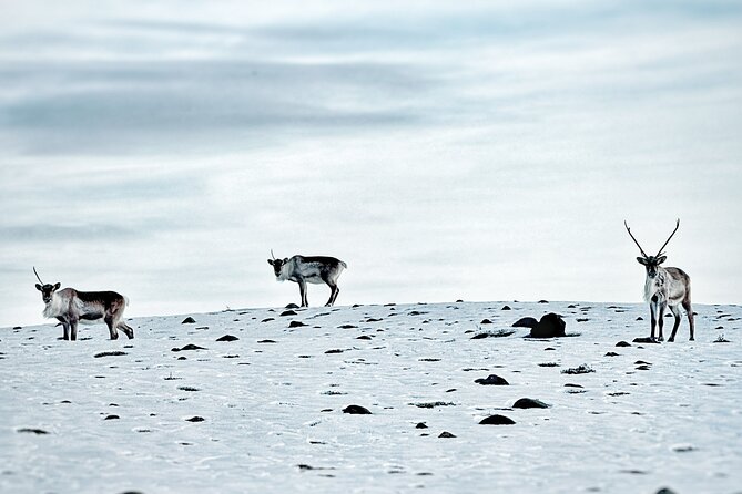 Premium Ice Cave Tour Vatnajokull Iceland - The Value of $266.05 Per Person