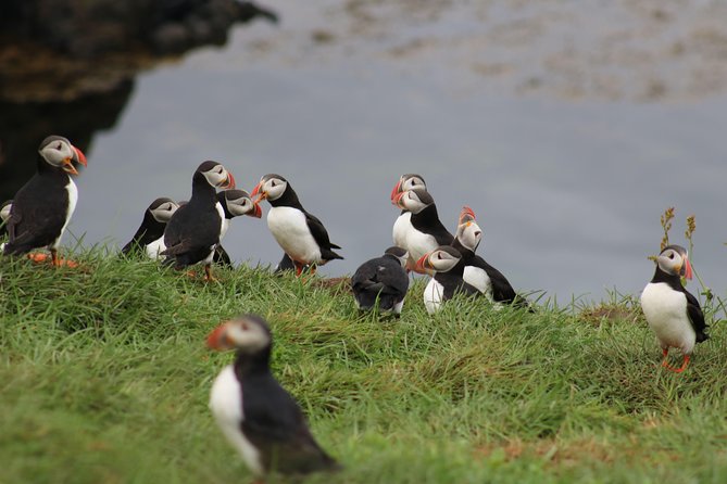 Premium Small-Group Puffin & Bird Watching tour from Reykjavík - Why this short boat ride is worth your Reykjavík time