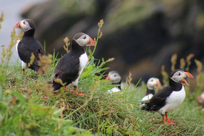 Premium Small-Group Puffin & Bird Watching tour from Reykjavík - The RIB ride across Faxaflói Bay