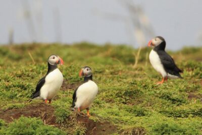 Premium Small-Group Puffin & Bird Watching tour from Reykjavík