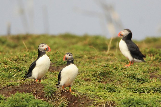 Premium Small-Group Puffin & Bird Watching tour from Reykjavík - Starting at Ægisgarður in Reykjavík’s Old Harbour