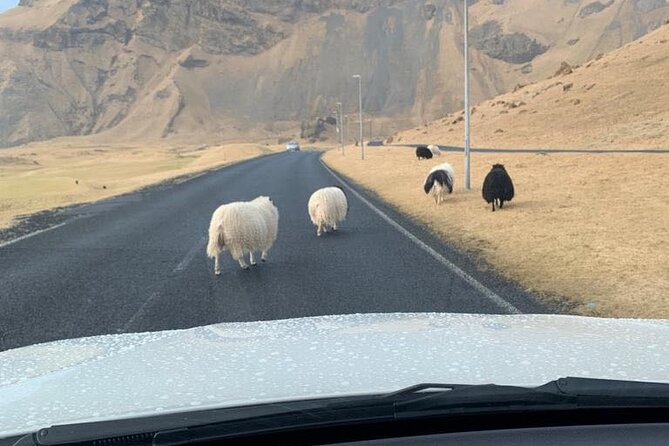 PRIVATE 2-Hours Tour - Westman Islands with a local in a BMW X5 - Seeing Heimaey from a comfortable private car