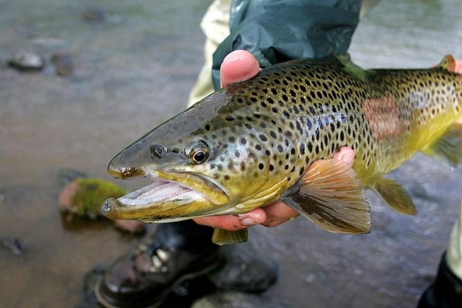 Private Lake and River Fishing Tour from Reykjavik - Five hours targeting char and brown trout