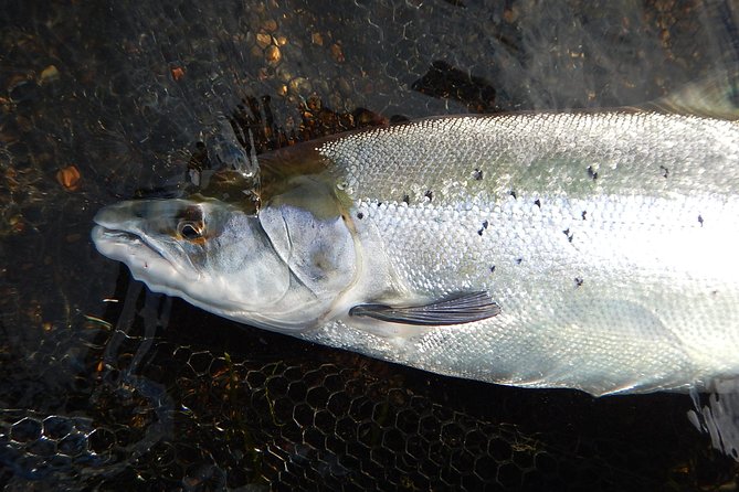 Private Lake and River Fishing Tour from Reykjavik - What the guide adds for beginners