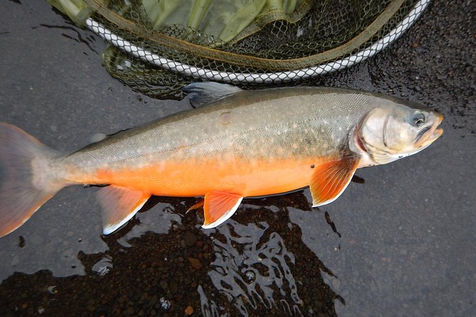 Private Lake and River Fishing Tour from Reykjavik - Who will enjoy this private fishing tour?