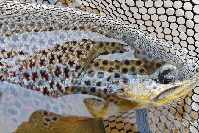 Private Lake and River Fishing Tour from Reykjavik - Through Thingvellir National Park to the river