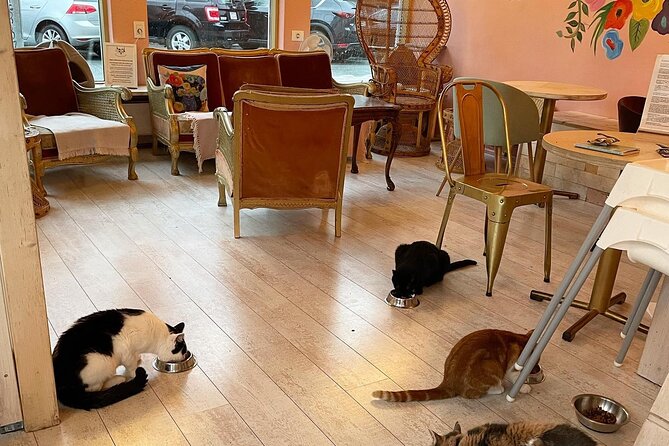 Private Reykjavik Cat Walking Tour - What the guide adds to the private format