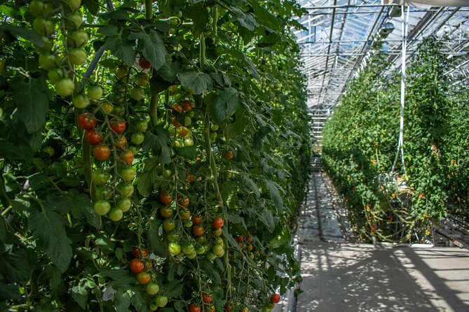 Private Tour Of The Golden Circle With Farm Visits In Iceland - Lunch inside Fridheimar’s tomato greenhouse
