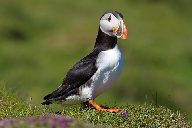 Puffin and Volcano Tour with Ebbi - Key things to know before you book