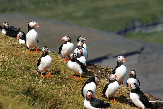 Puffin and Volcano Tour with Ebbi - Herjólfsdalur and Kaplagjóta puffins