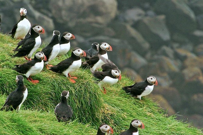 Puffin and Volcano Tour with Ebbi - The Viking Town and the first settlers