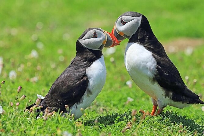 Puffin and Volcano Tour with Ebbi - Elephant Rock and the drama of the coast