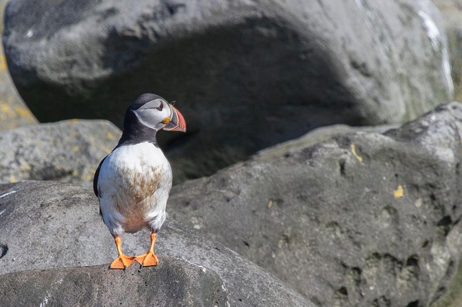 Puffin Cruise with Expert Tour Guide from Reykjavik - The best time to see puffins