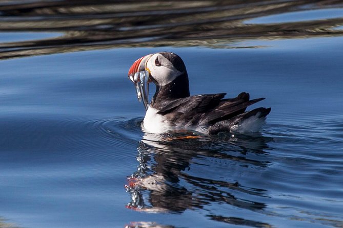 Puffin Cruise with Expert Tour Guide from Reykjavik - Boat comfort, crowding, and photography