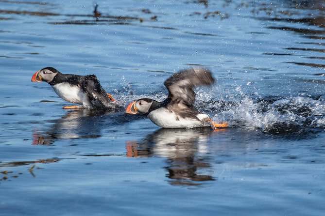 Puffin Cruise with Expert Tour Guide from Reykjavik - How the price compares with the experience