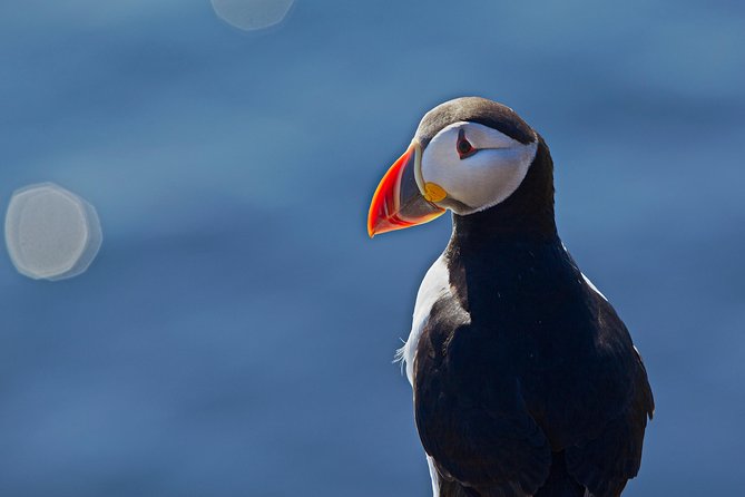 Puffin Cruise with Expert Tour Guide from Reykjavik - Who will enjoy this puffin cruise most