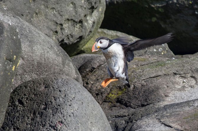 Puffin Cruise with Expert Tour Guide from Reykjavik - Practical booking advice for a smoother outing