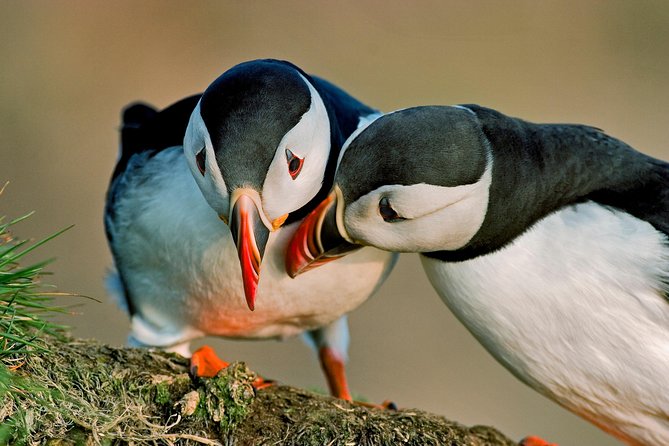 Puffin Cruise with Expert Tour Guide from Reykjavik - Why the guide can make the short trip worthwhile