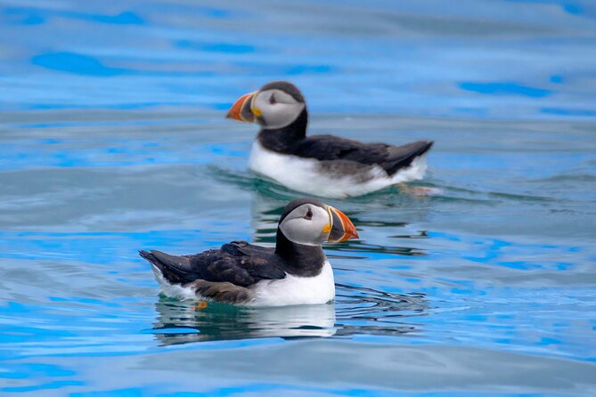 Puffin Watching Speedboat Express - Reaching the puffin islands from Reykjavik