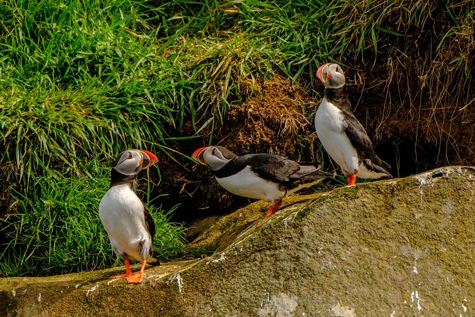 Puffin Watching Speedboat Express - A fast boat with a short, lively ride