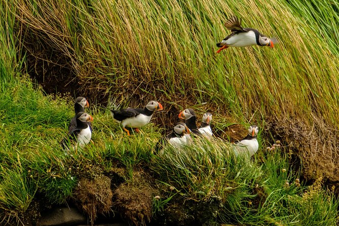 Puffin Watching Speedboat Express - Guides who make the hour count