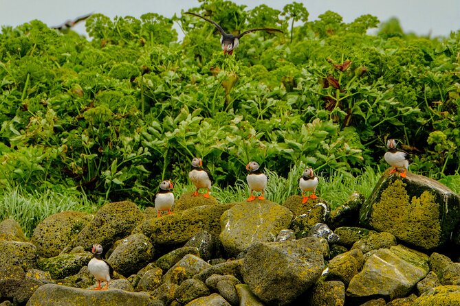 Puffin Watching Speedboat Express - Why the noon timing works well